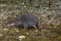Asian House Shrew photo 3