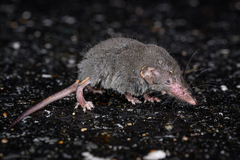 Dongyangjiang White-Toothed Shrew photo 3
