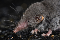 Dongyangjiang White-Toothed Shrew photo 4