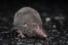 Dongyangjiang White-Toothed Shrew photo 5