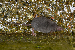Dongyangjiang White-Toothed Shrew photo 2