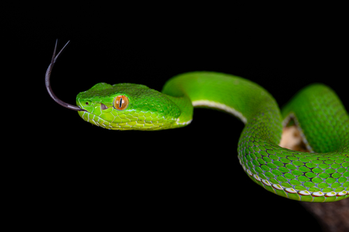 Chinese Green Tree Viper, photo 2 of 8