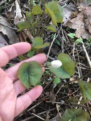 Jeffersonia diphylla