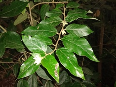 Cestrum strigilatum