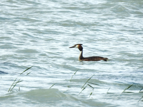 Great Crested Grebe
