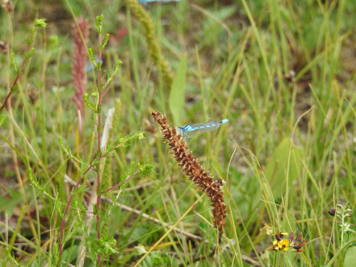 Common Blue Damselfly