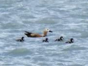 Ruddy Shelduck