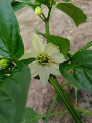 Capsiceae