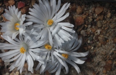 Lithops karasmontana karasmontana