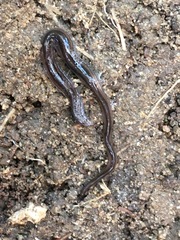 Endeavouria septemlineata