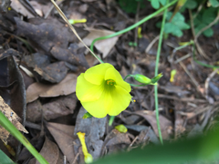 Oxalis pes-caprae image