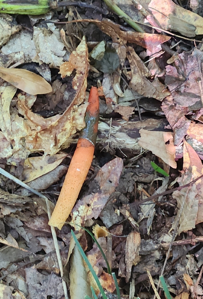 devil's dipstick · July 2026 · photo: Photo: (c) Wooded Creek Wanderer, some rights reserved (CC BY) · iNaturalist