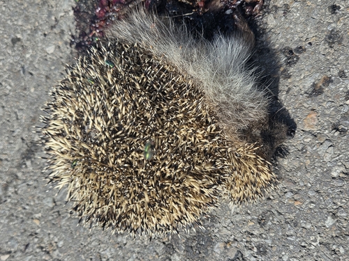 Northern White-breasted Hedgehog