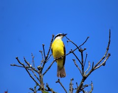 Pitangus sulphuratus