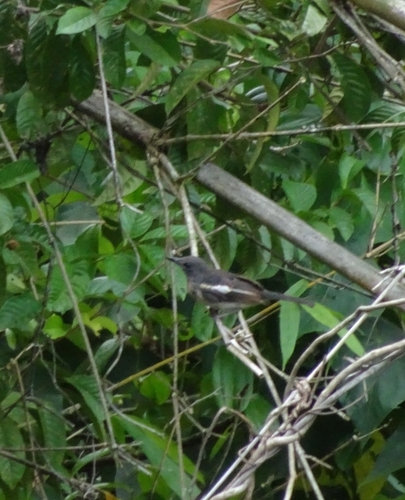 Oriental Magpie-Robin