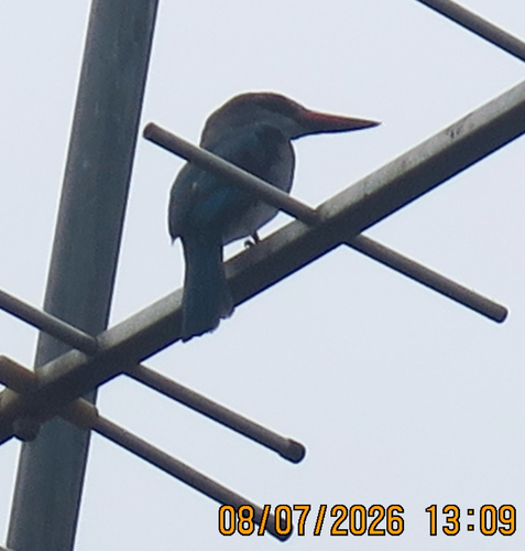 Woodland Kingfisher