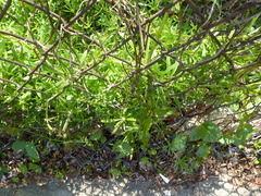 Galium aparine