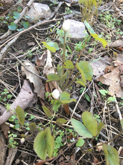 Jeffersonia diphylla