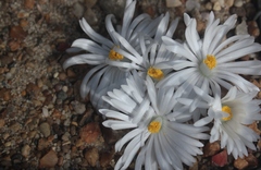 Lithops karasmontana karasmontana