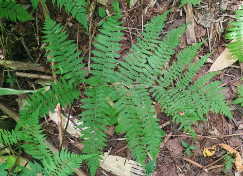 Cornopteris, 2026-07-05