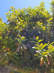 Psidium guineense