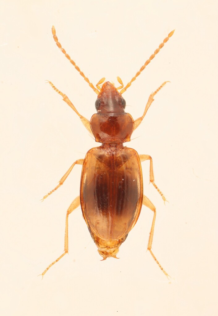 Tachys rhodeanus