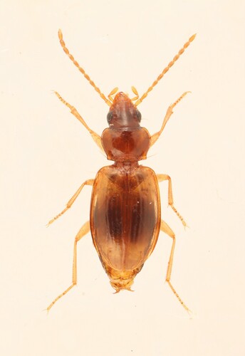 Tachys rhodeanus