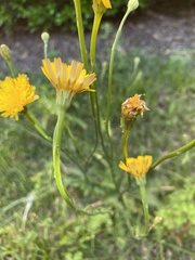 Hypochaeris radicata