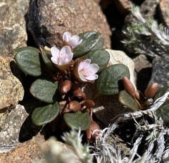 Claytonia umbellata