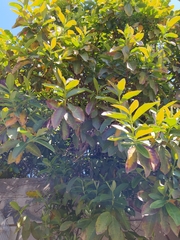 Psidium guineense