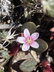 Claytonia umbellata