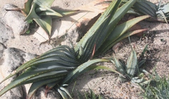 Aloe suprafoliata