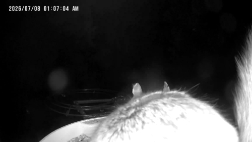 Humboldt's Flying Squirrel observed by cephalogoddess