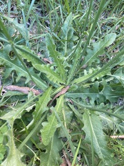 Hypochaeris radicata