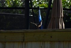 Mimus polyglottos