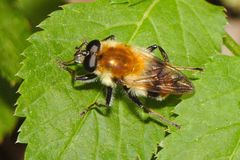Criorhina floccosa