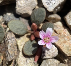 Claytonia umbellata