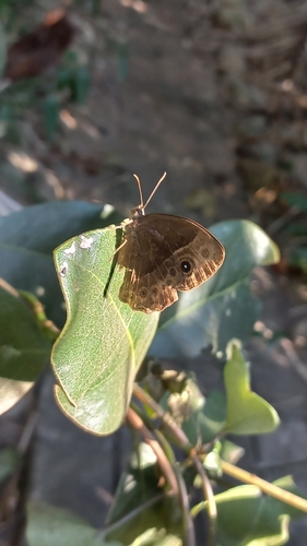 Bush Brown