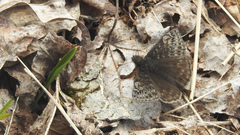 Erynnis juvenalis juvenalis