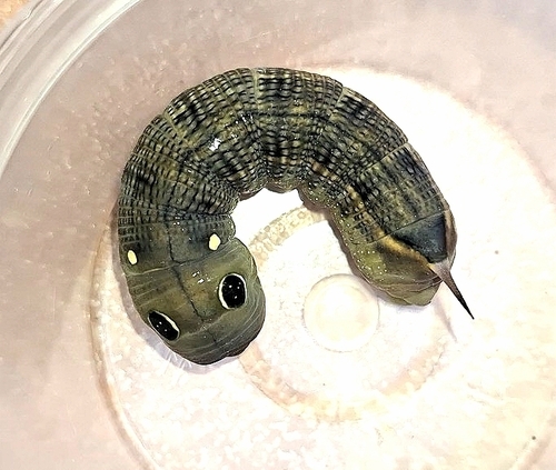 Vine Hawkmoth