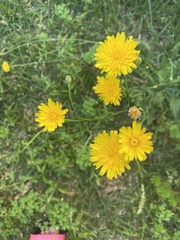 Hypochaeris radicata