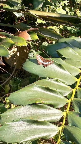 African Spotted Sailer