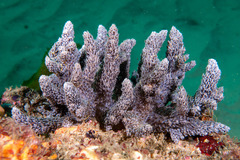 Capnella gaboensis