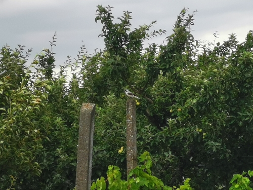 Lesser Grey Shrike