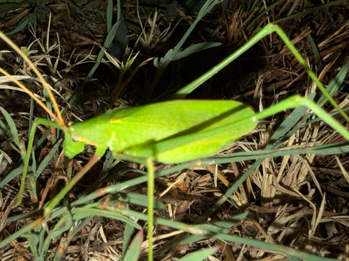 Syrian Long-legged Bush-Cricket