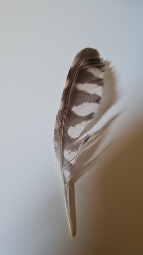 Plume de Chevêche d'Athéna