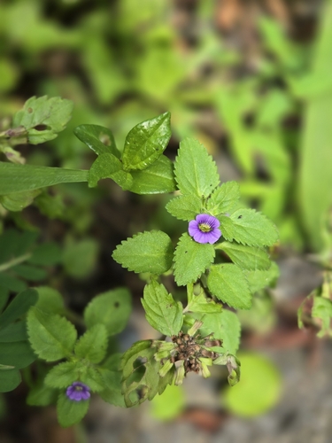 Stemodia verticillata, photograph 6