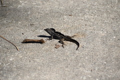 Anolis sagrei