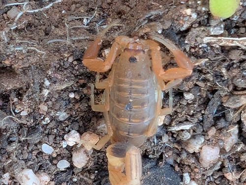 Common Lesser-Thicktail Scorpion