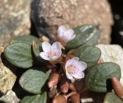 Claytonia umbellata
